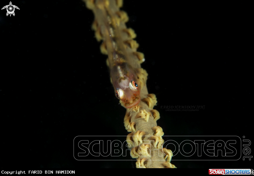 A whip coral goby