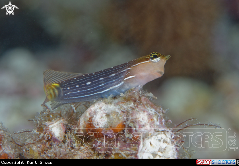 A Blenny