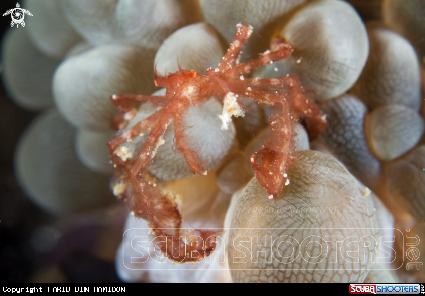 A orang-utan crab