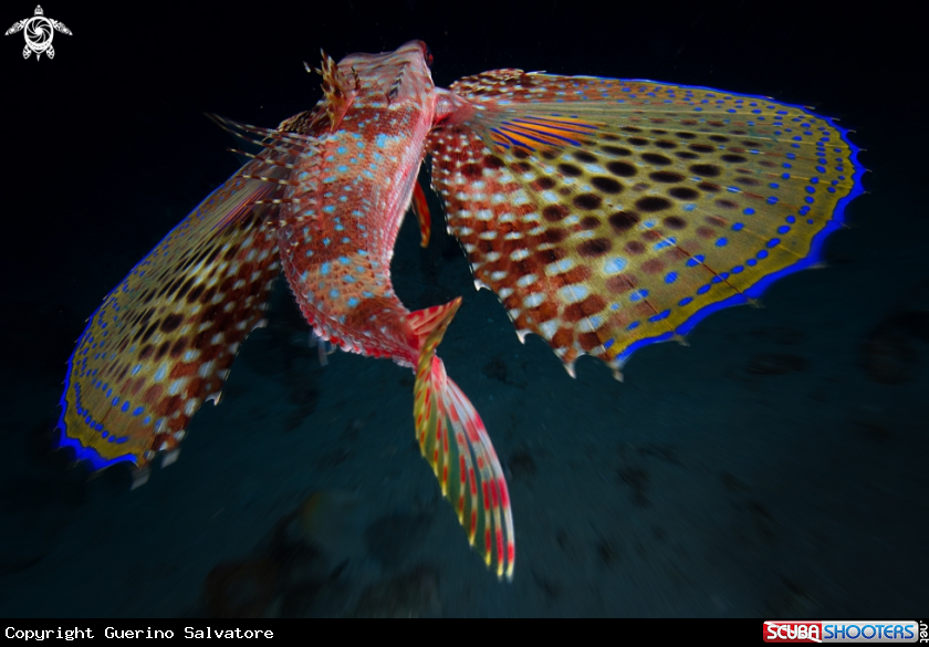 A Dactylopterus volitans