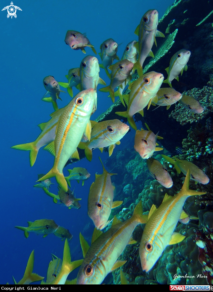 A Reef fishes