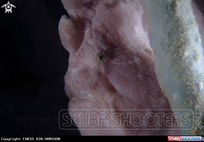 A giant frogfish