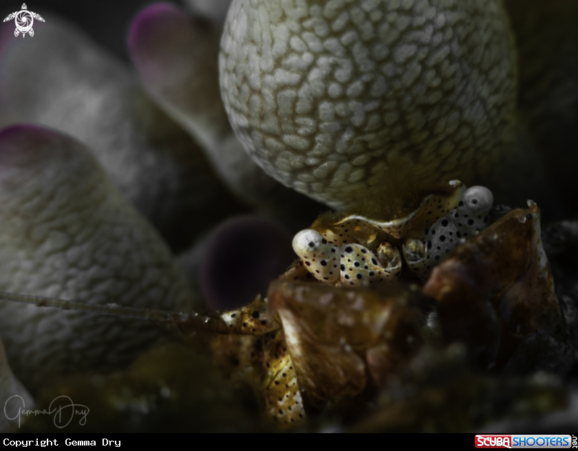 A Porcelain Crab