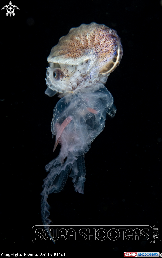 A Paper nautilus