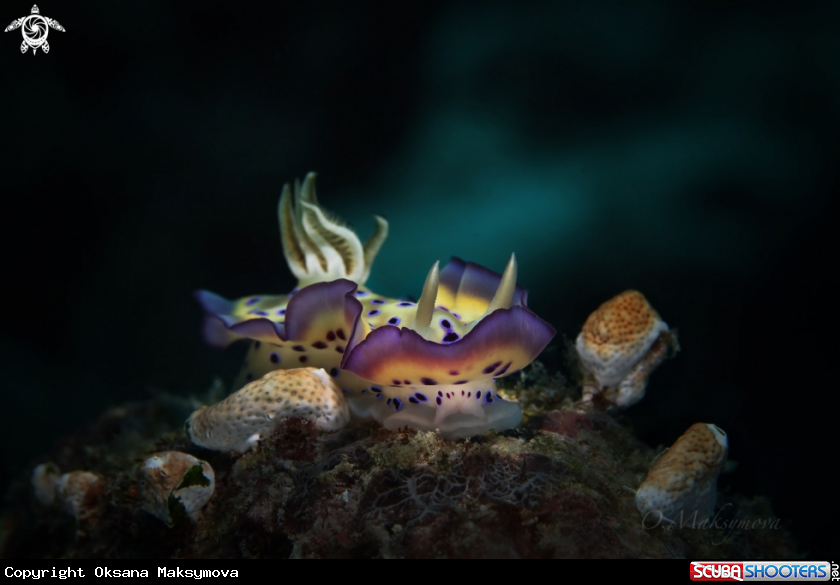 A Nudibranch Goniobranchus kuniei