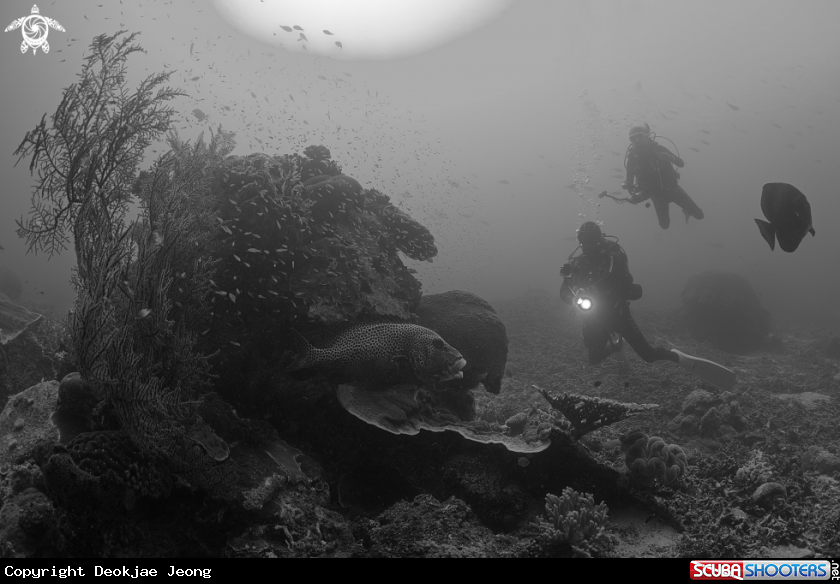 A grouper