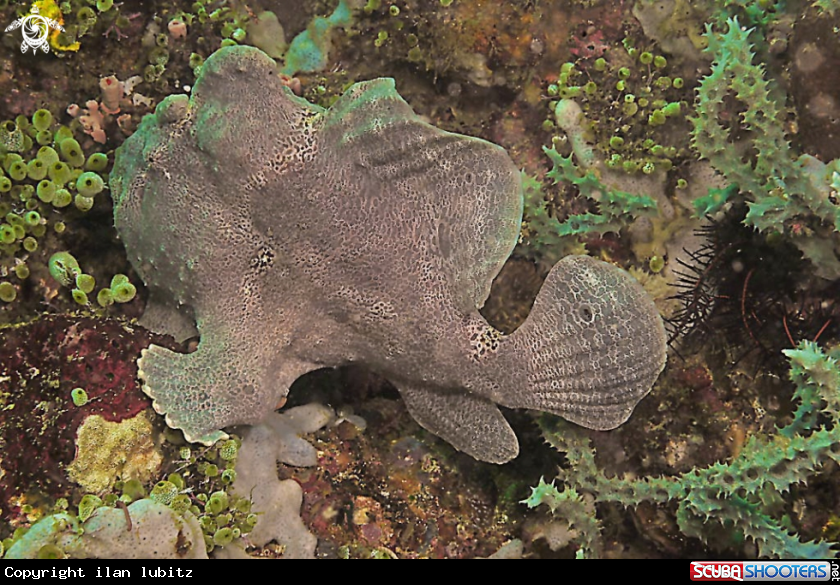 A frogfish