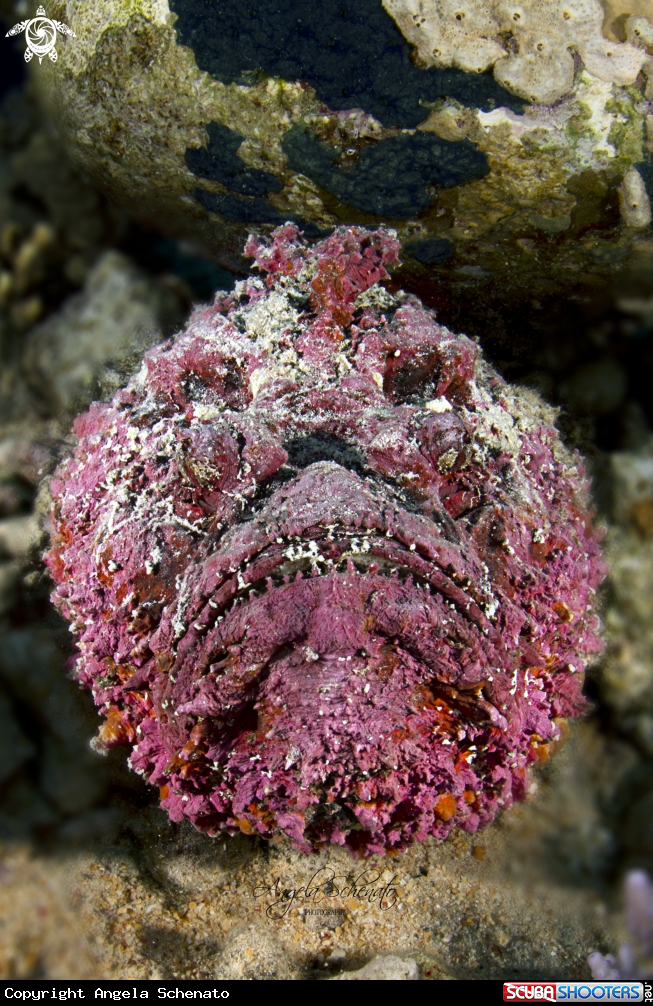 A Stonefish