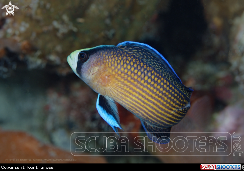A Dottyback