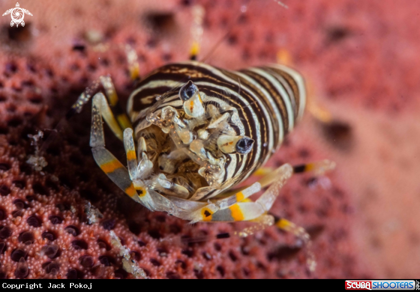 A Bumble bee shrimp