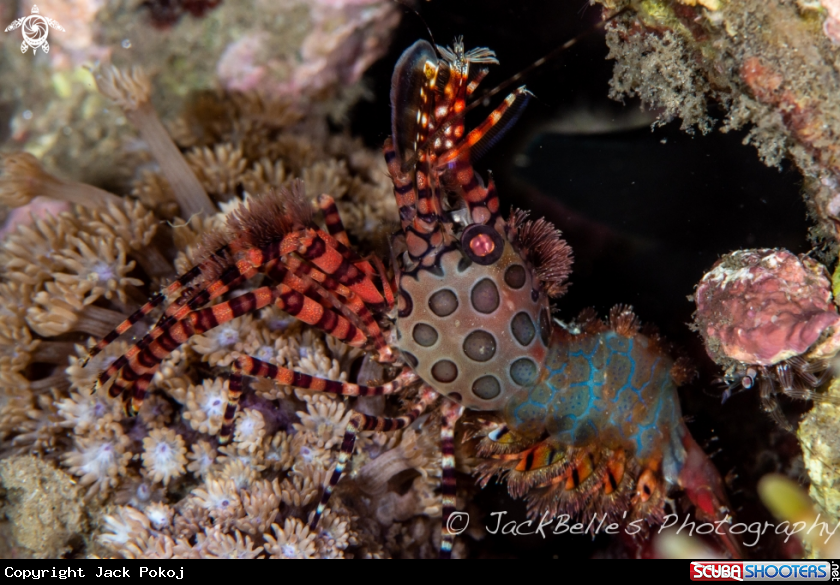 A Marble shrimp