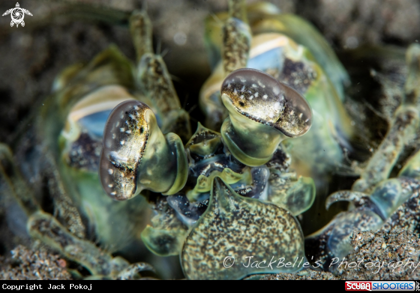 A Mantis shrimp
