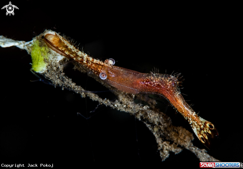 A Donald Duck shrimp