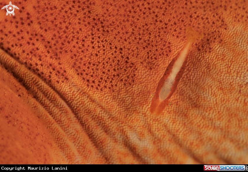 A Commensal shrimp