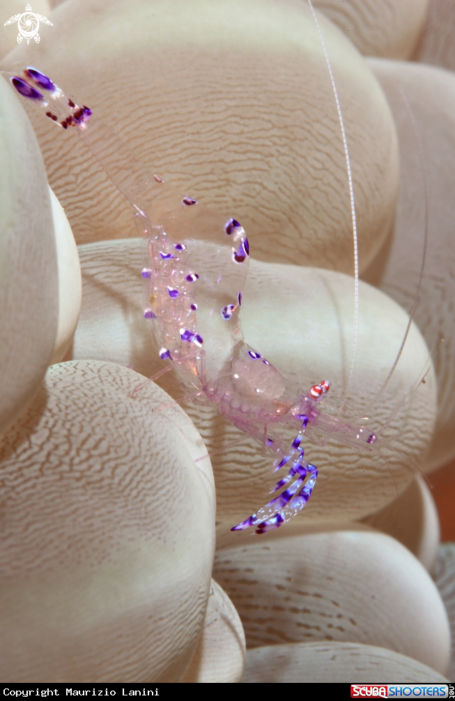 A Anemone shrimp