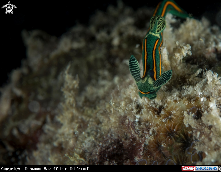 A Nembrotha