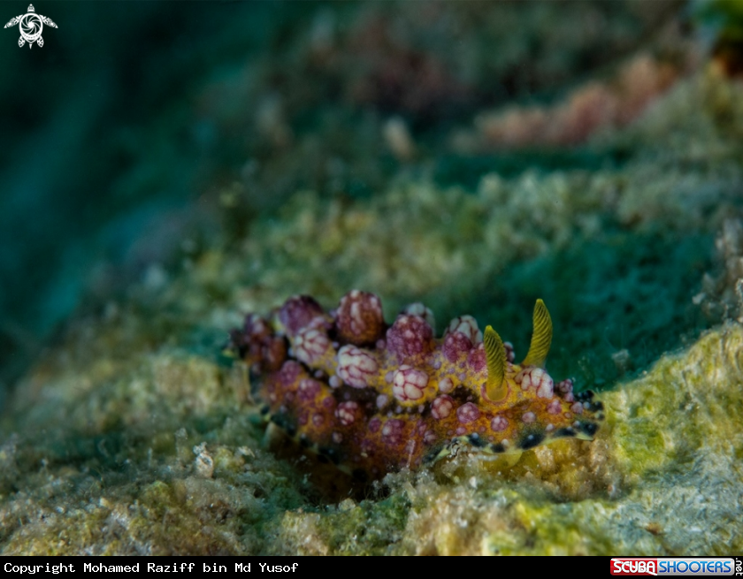A Phillydiopais cardinalis