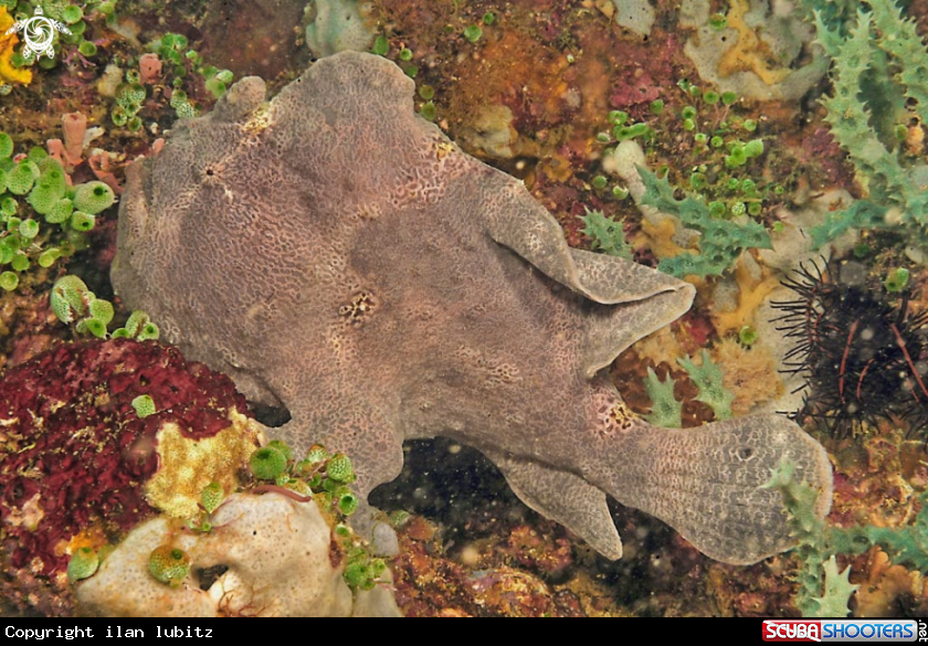 A frogfish
