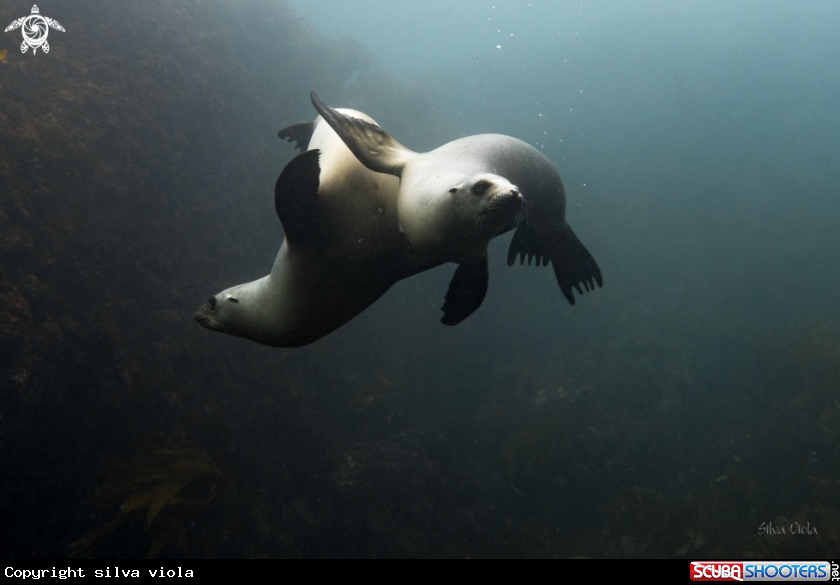 A California Sea Lion