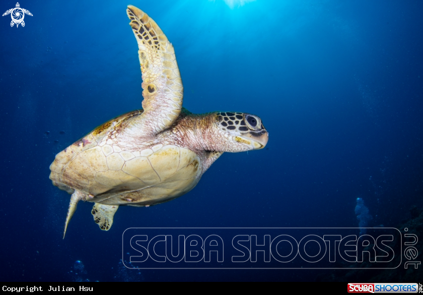 A Green sea turtle