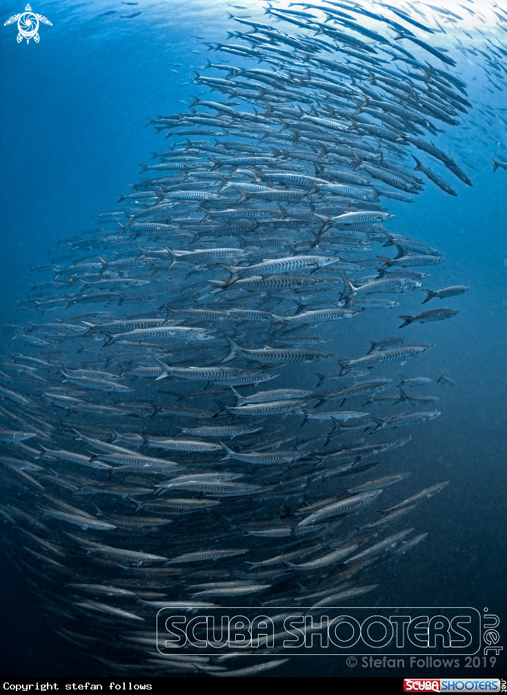 A Chevron Barracuda