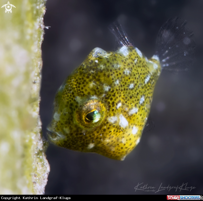 A Juvenile Diamond Filefish