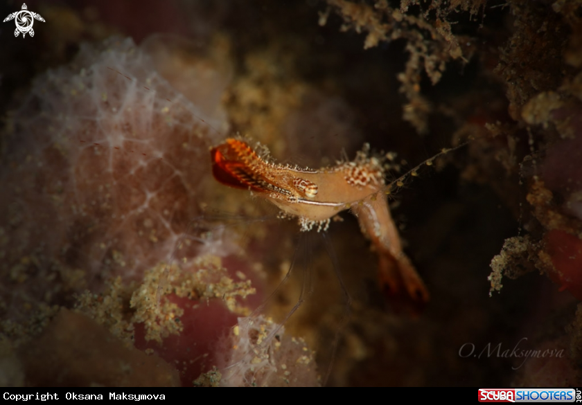 A Donald Duck Shrimp (Leander plumosus)