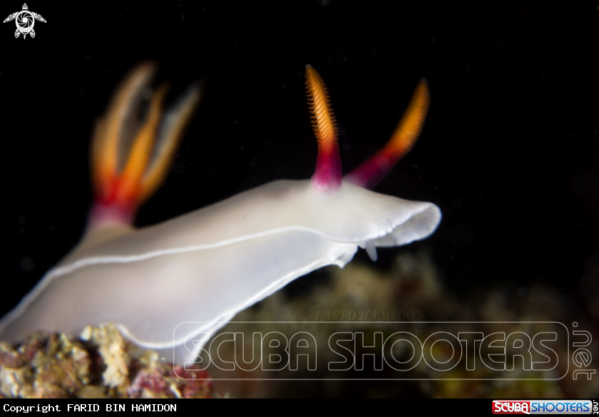 A Hypselodoris bullockii