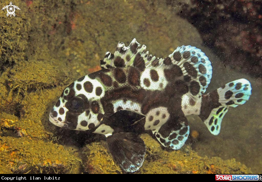 A reef fish