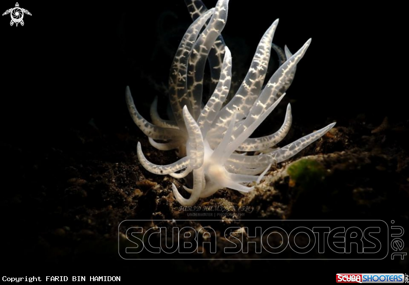 A  Phyllodesmium iriomotense
