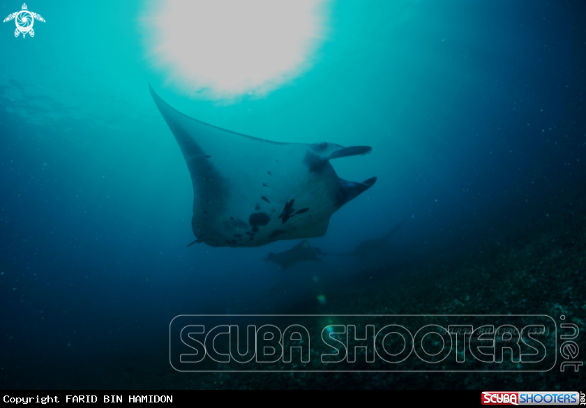 A manta ray