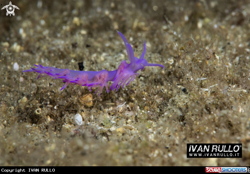 A FLABELLINA