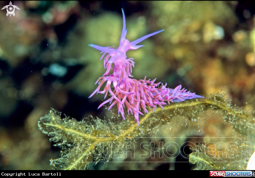 A Flabellina