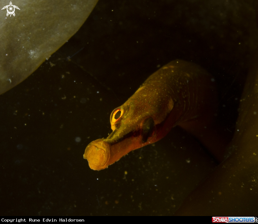 A Pipefish