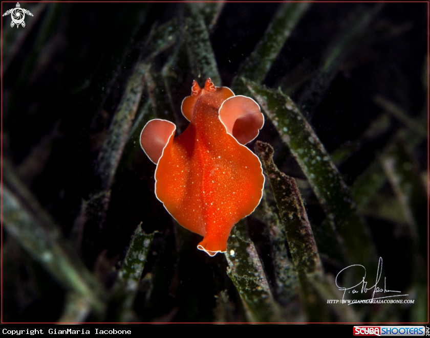 A nudi