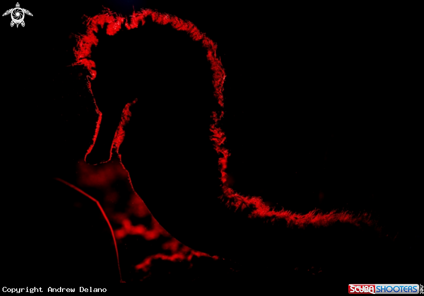 A Seahorse Silhouette