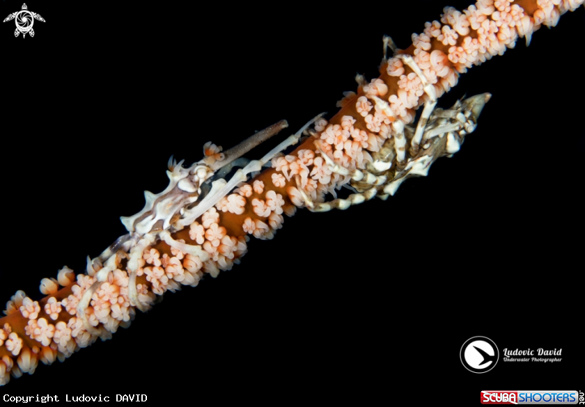 A Wire Coral Crab