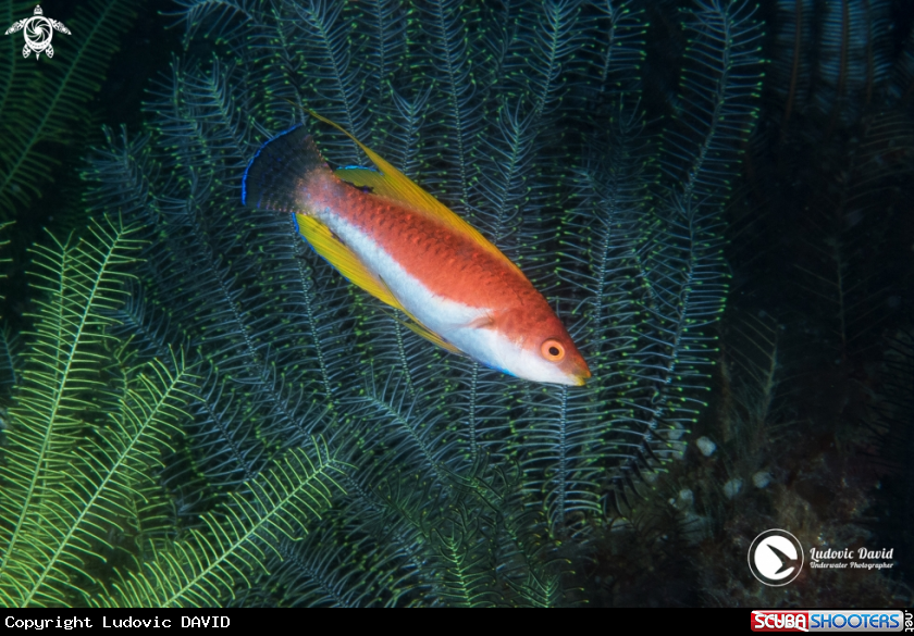 A Javan Wrasse