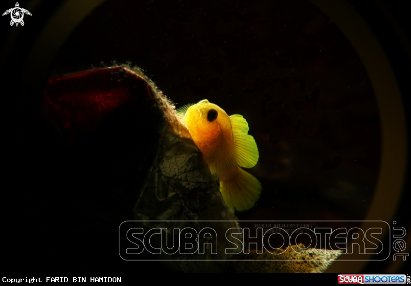A Yellow coralgoby