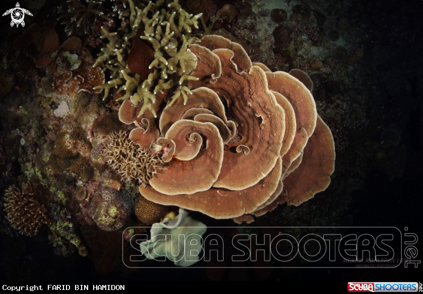 A rose coral