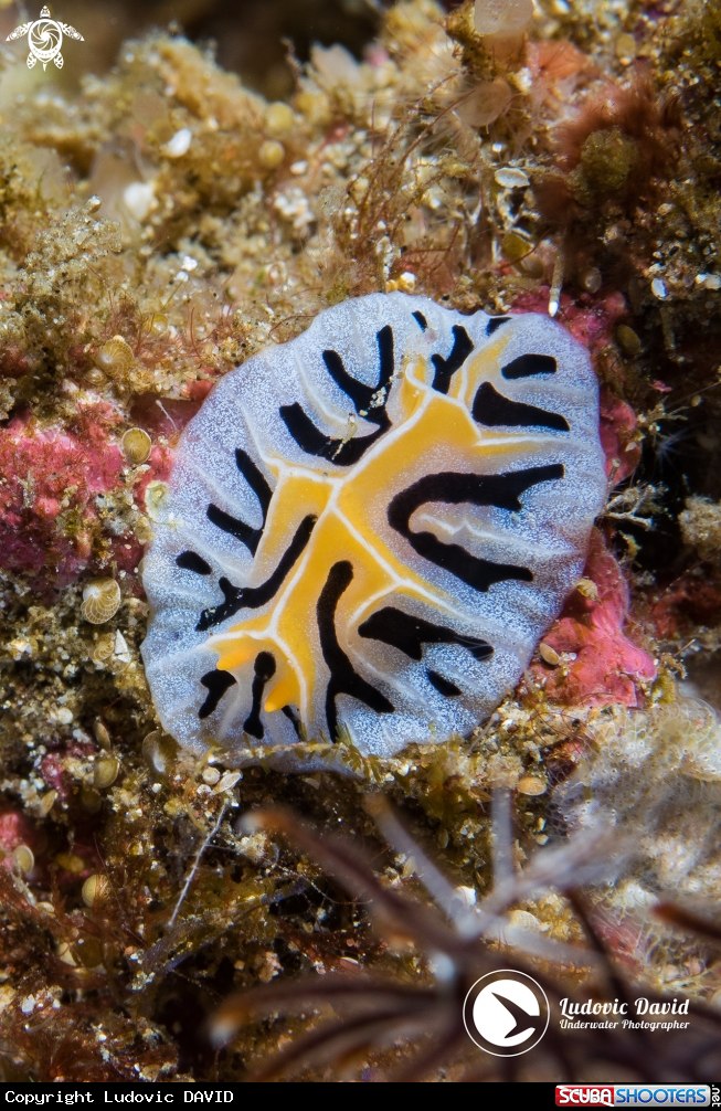 A Mushroom Coral Reticulidia