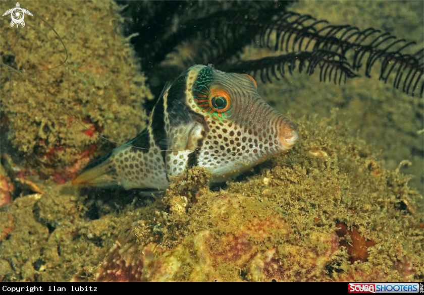 A toby puffer fish