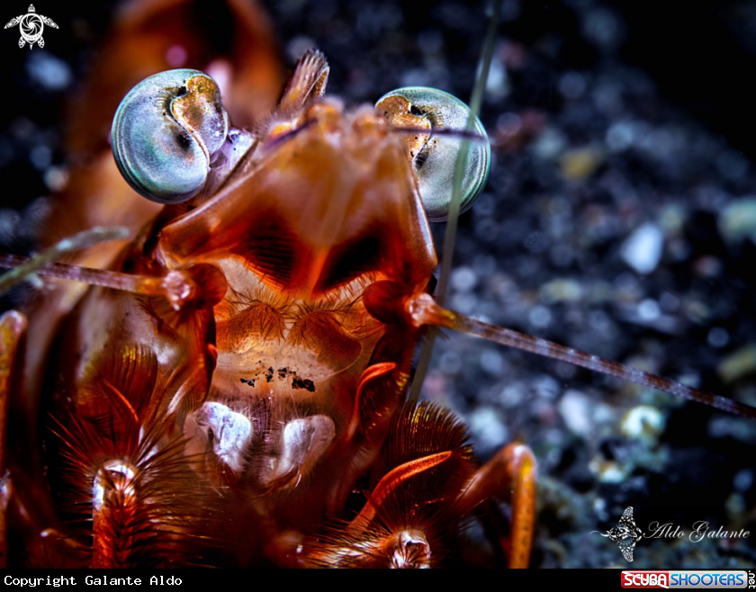 A Shrimp