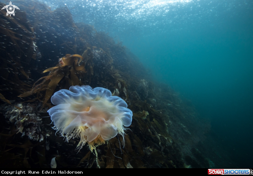 A Lions mane jelly