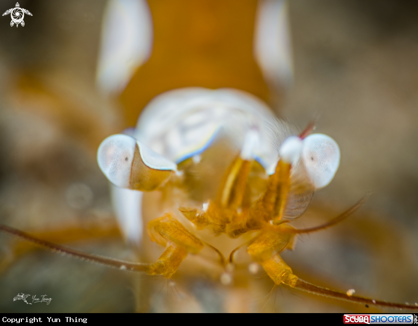 A Shrimp
