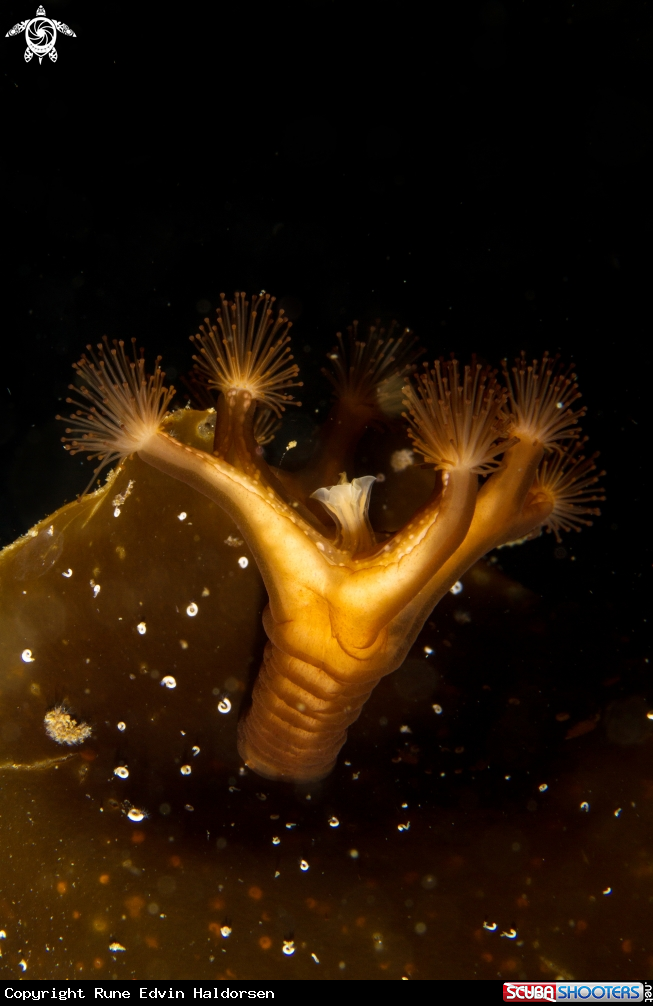 A Stalked jellyfish