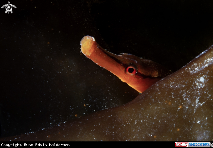 A Pipefish