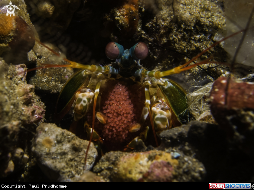 A Peacock mantis shrimp