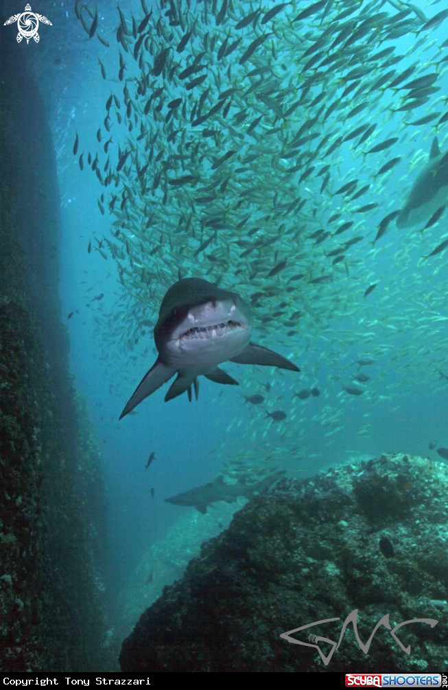 A Grey Nurse Shark
