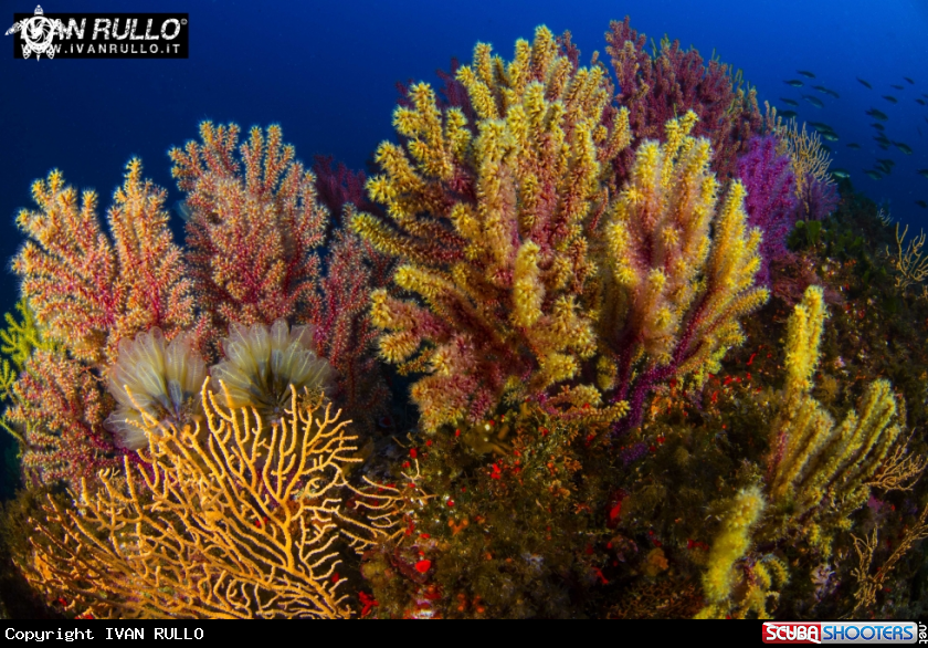 A GORGONIAN 